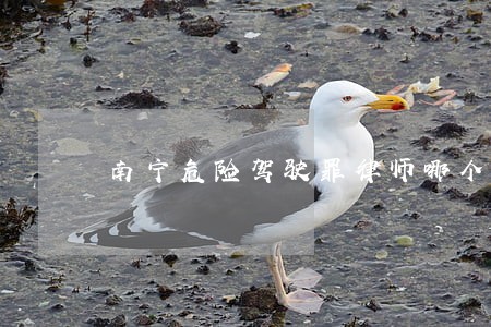 南宁危险驾驶罪律师哪个好 南宁危险驾驶罪律师哪个好