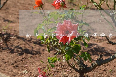 南宁合资合作在线律师咨询 南宁合资合作在线律师咨询