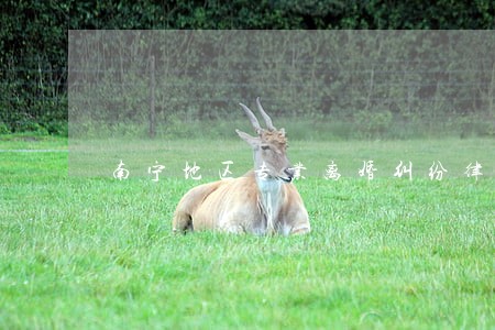 南宁地区专业离婚纠纷律师哪里找 南宁地区专业离婚纠纷律师哪里找