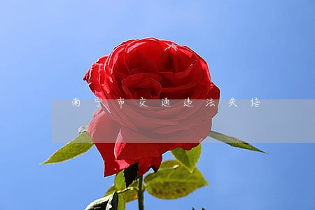 南宁市交通违法失信