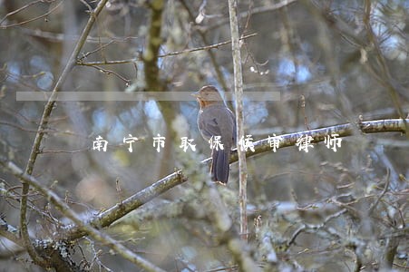 南宁市取保候审律师 南宁市取保候审律师