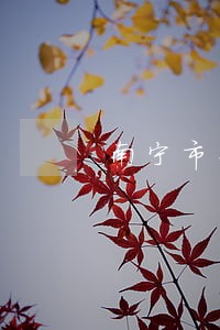 南宁市来来专利代理事务所 南宁市来来专利代理事务所