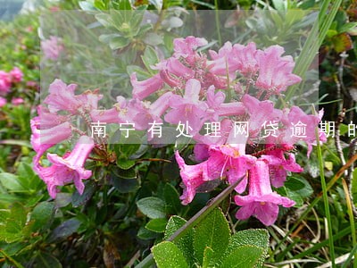 南宁有处理网贷逾期的律师吗 南宁有处理网贷逾期的律师吗