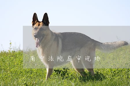 南宁法院庭审现场