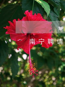 南宁聘请交通事故工伤律师事务所 南宁聘请交通事故工伤律师事务所
