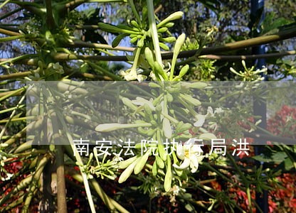 南安法院执行局洪 南安法院执行局洪