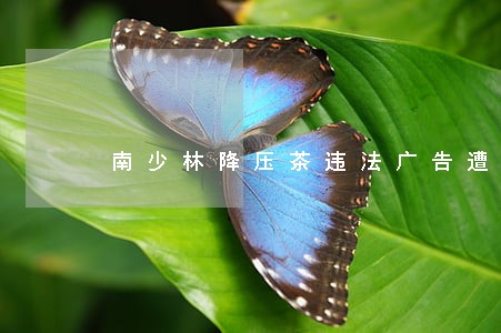 南少林降压茶违法广告遭查处 南少林降压茶违法广告遭查处