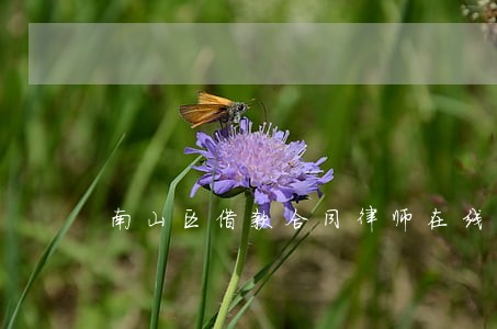 南山区借款合同律师在线咨询
