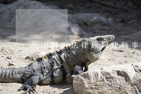 南山附近法律顾问律师事务所电话 南山附近法律顾问律师事务所电话