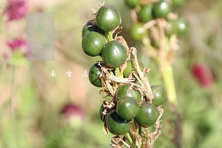 南岗法院王 南岗法院王