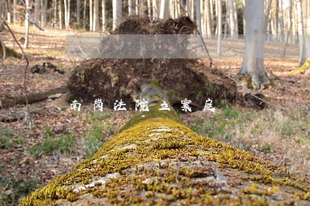 南岗法院立案庭
