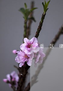 南岳区律师在线免费法律咨询 南岳区律师在线免费法律咨询