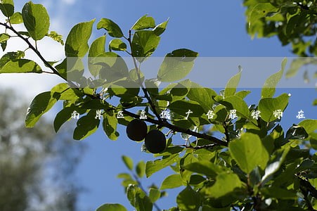 南岸区虚假广告罪律师在线 南岸区虚假广告罪律师在线