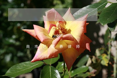 南市区赡养律师 南市区赡养律师