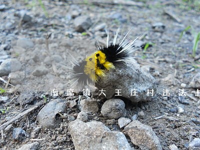南席镇大王庄村违法占地 南席镇大王庄村违法占地