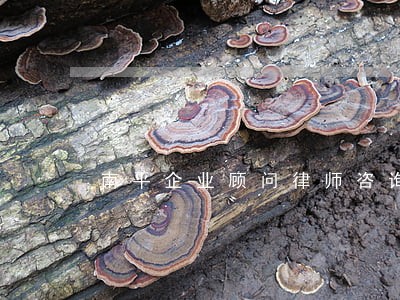 南平企业顾问律师咨询 南平企业顾问律师咨询