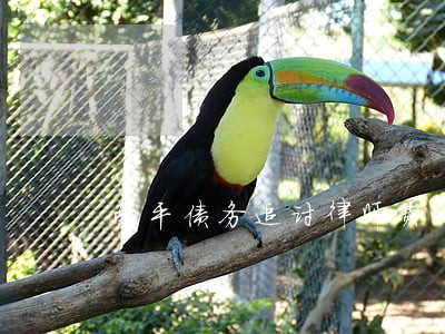 南平债务追讨律师费一般是多少 南平债务追讨律师费一般是多少