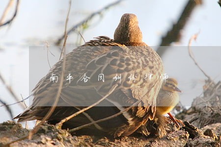 南平合同纠纷律师 南平合同纠纷律师