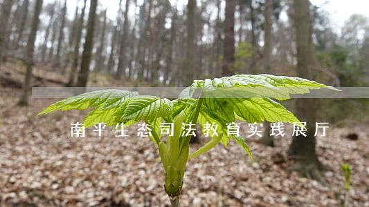 南平生态司法教育实践展厅 南平生态司法教育实践展厅
