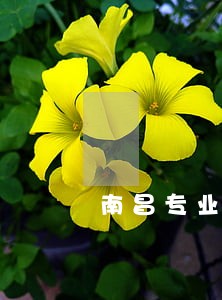 南昌专业运输合同律师