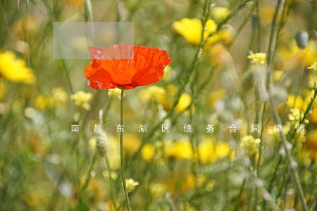 南昌东湖区债务合同律师电话咨询 南昌东湖区债务合同律师电话咨询