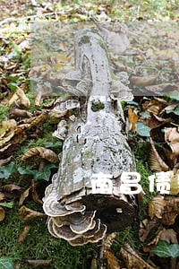 南昌债务风险代理律师哪个好