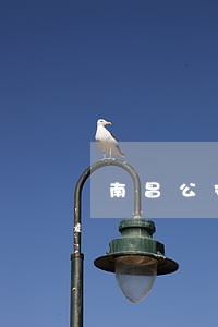 南昌公安国安在线律师 南昌公安国安在线律师