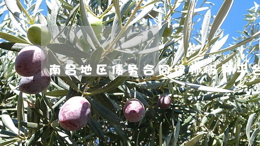 南昌地区债务合同律师服务平台 南昌地区债务合同律师服务平台