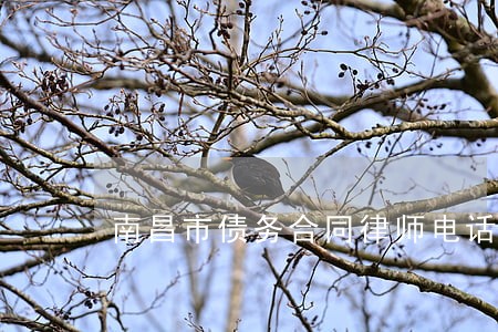 南昌市债务合同律师电话咨询 南昌市债务合同律师电话咨询
