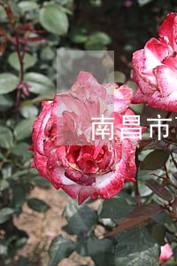 南昌市离婚律师费用多少 南昌市离婚律师费用多少