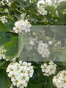 南昌擅长办民事债务纠纷律师介绍 南昌擅长办民事债务纠纷律师介绍