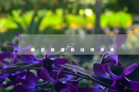 南昌新建县经济律师