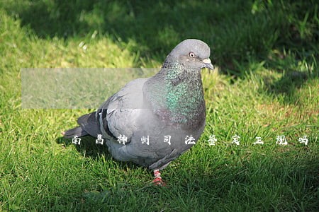 南昌神州司法鉴定正规吗 南昌神州司法鉴定正规吗