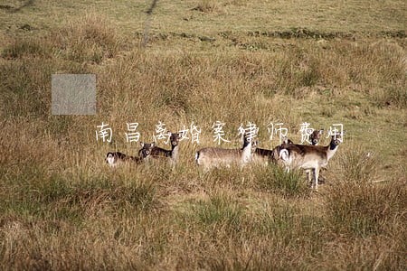 南昌离婚案律师费用 南昌离婚案律师费用