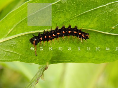 南昌限购政策法院拍卖