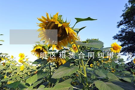 南明区租赁合同纠纷在线咨询 南明区租赁合同纠纷在线咨询