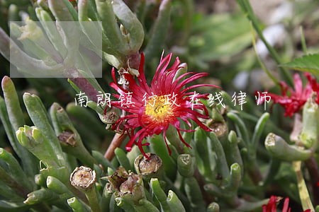 南朗镇行政在线律师
