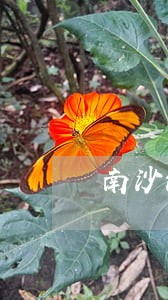 南沙法院拍卖