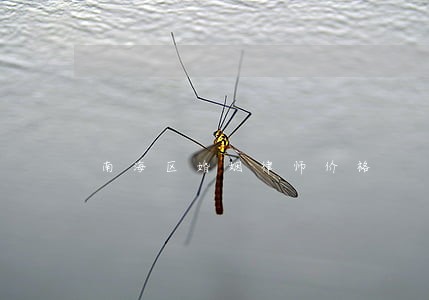 南海区婚姻律师价格 南海区婚姻律师价格