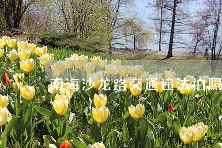 南海沙龙路交通违法拍照 南海沙龙路交通违法拍照