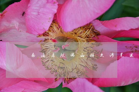 南海法院佛山特大涉黑案一审宣判 南海法院佛山特大涉黑案一审宣判