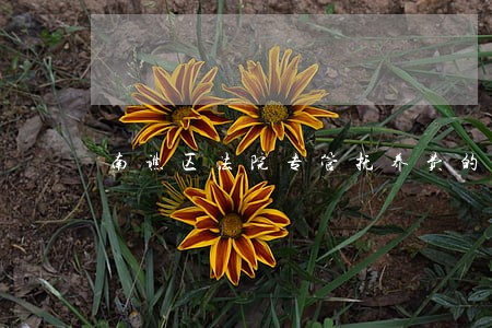 南谯区法院专管抚养费的人员 南谯区法院专管抚养费的人员