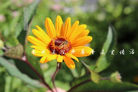 南谯法院开展普法宣传活动 南谯法院开展普法宣传活动