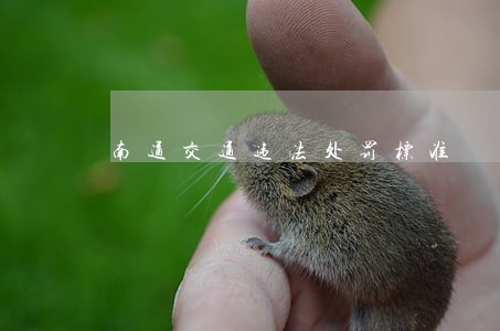 南通交通违法处罚标准 南通交通违法处罚标准