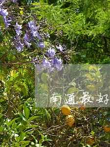 南通最好的离婚律师 南通最好的离婚律师