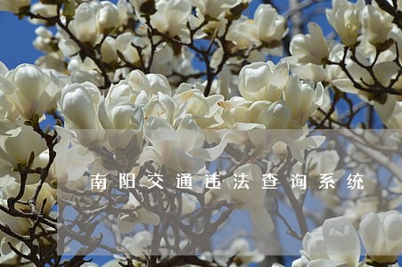 南阳交通违法查询系统 南阳交通违法查询系统