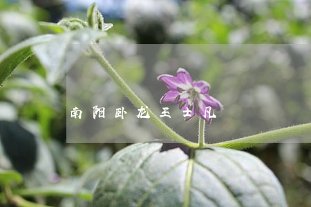 南阳卧龙王士凡