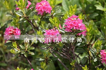 南阳官庄法院律师 南阳官庄法院律师