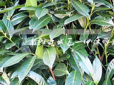 南阳宛城区一审律师免费咨询 南阳宛城区一审律师免费咨询