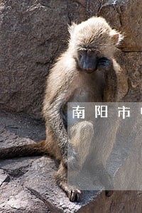 南阳市中级法院资产诉讼网 南阳市中级法院资产诉讼网